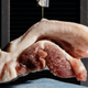 A single jumping cholla spine holds a half-pound hunk of meat.